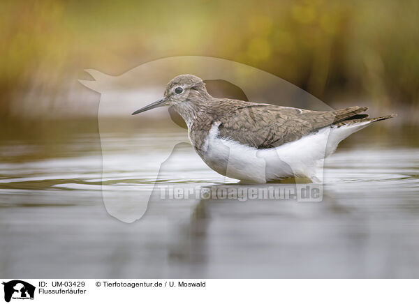 Flussuferlufer / sandpiper / UM-03429