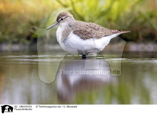 Flussuferlufer / sandpiper / UM-03430