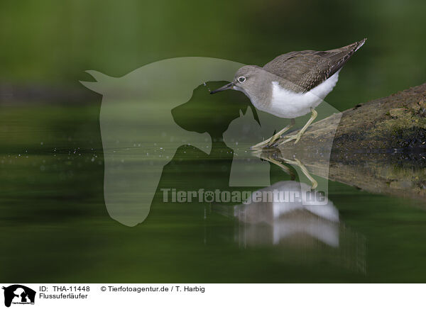 Flussuferlufer / sandpiper / THA-11448