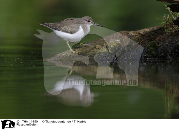 Flussuferlufer / sandpiper / THA-11450