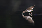 Flussuferlufer