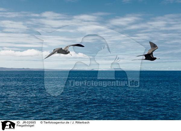 Fregattvgel / frigate birds / JR-02685