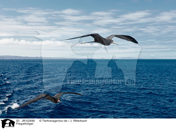 Fregattvgel / frigate birds / JR-02686