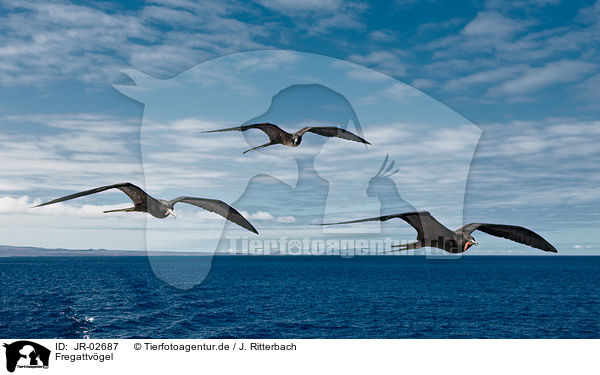 Fregattvgel / frigate birds / JR-02687