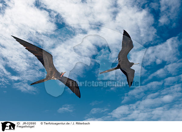 Fregattvgel / frigate birds / JR-02690