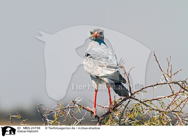 Gabar-Habicht / gabar goshawk / MBS-24768