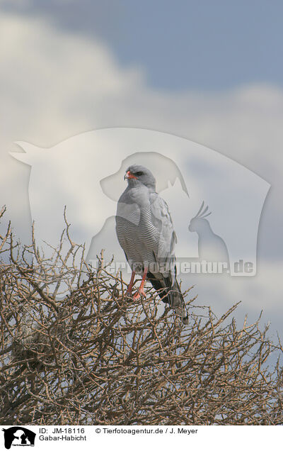 Gabar-Habicht / gabar goshawk / JM-18116