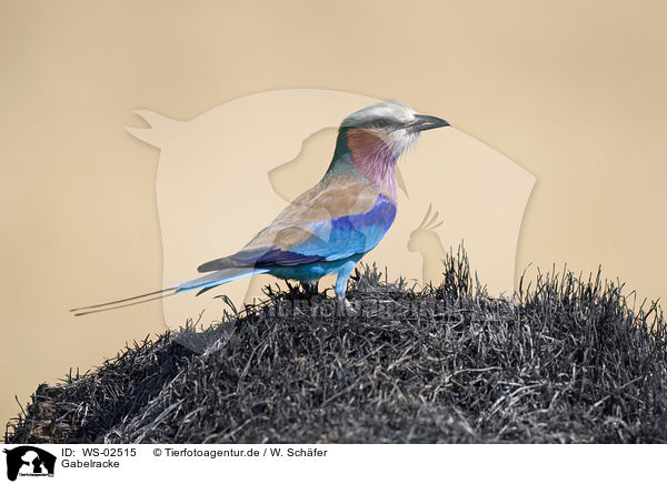 Gabelracke / lilac-breasted roller / WS-02515