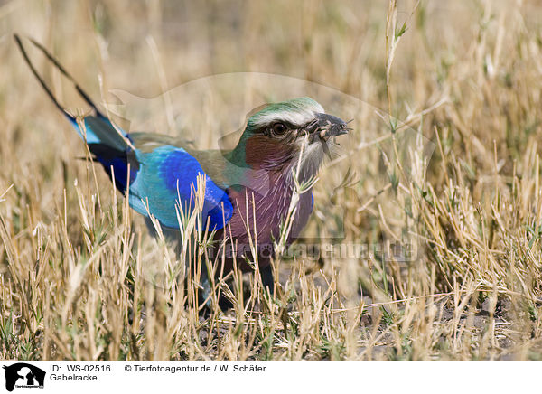 Gabelracke / lilac-breasted roller / WS-02516