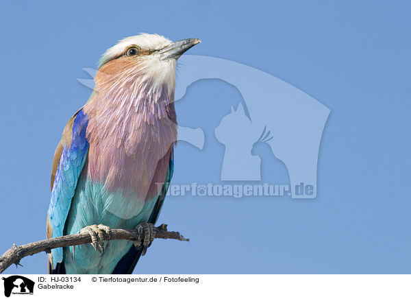 Gabelracke / lilac-breasted roller / HJ-03134