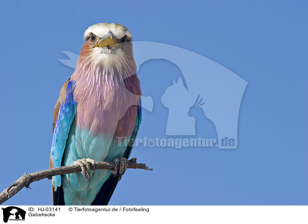 Gabelracke / lilac-breasted roller / HJ-03141