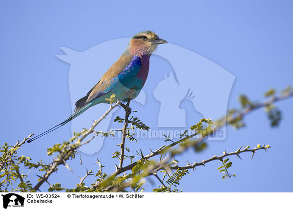 Gabelracke / lilac-breasted roller / WS-03524