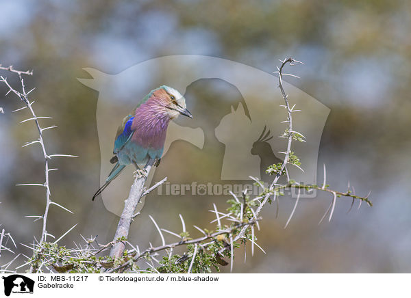 Gabelracke / lilac-breasted roller / MBS-11217