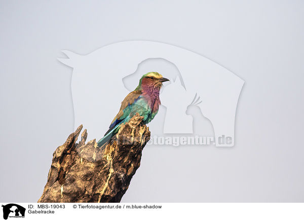 Gabelracke / Lilac-breasted Roller / MBS-19043