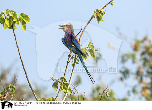 Gabelracke / Lilac-breasted Roller / MBS-19044
