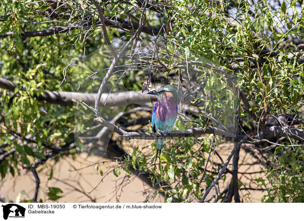 Gabelracke / Lilac-breasted Roller / MBS-19050