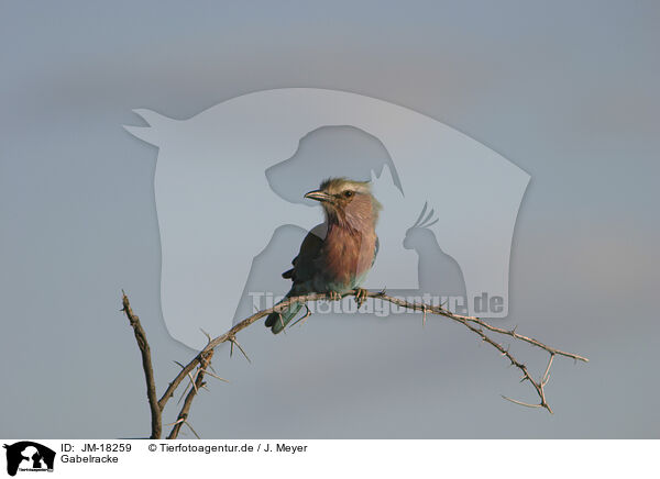 Gabelracke / lilac-breasted roller / JM-18259