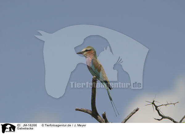 Gabelracke / lilac-breasted roller / JM-18266