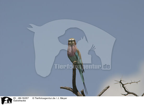 Gabelracke / lilac-breasted roller / JM-18267