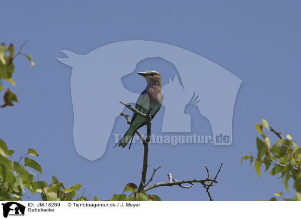 Gabelracke / lilac-breasted roller / JM-18269