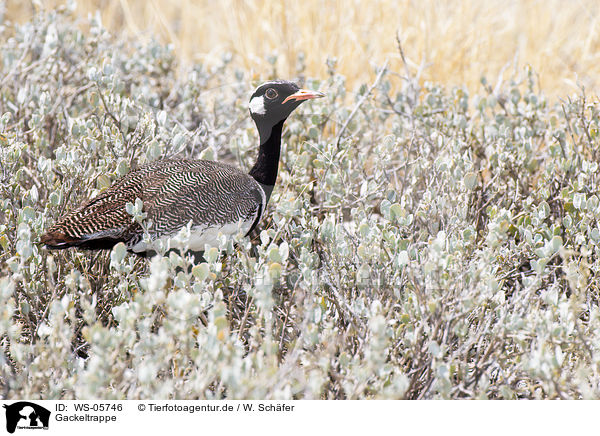 Gackeltrappe / black bustard / WS-05746