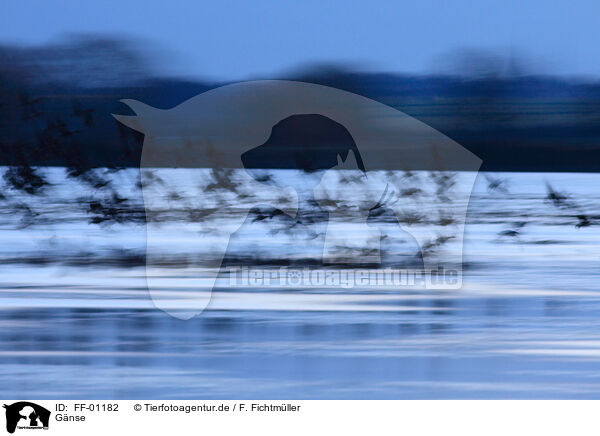Gnse / geese / FF-01182