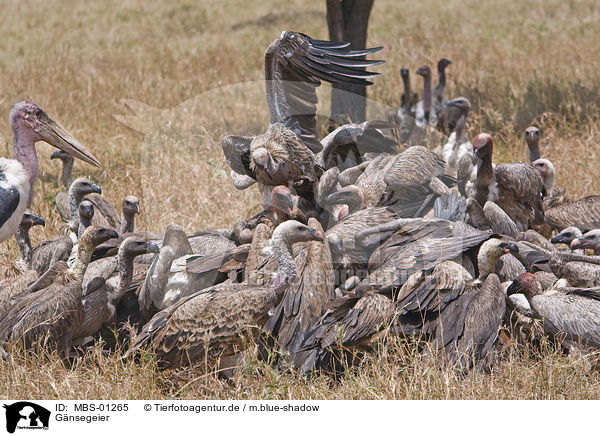 Gnsegeier / griffon vulture / MBS-01265