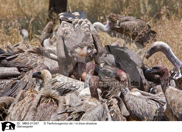 Gnsegeier / griffon vulture / MBS-01267
