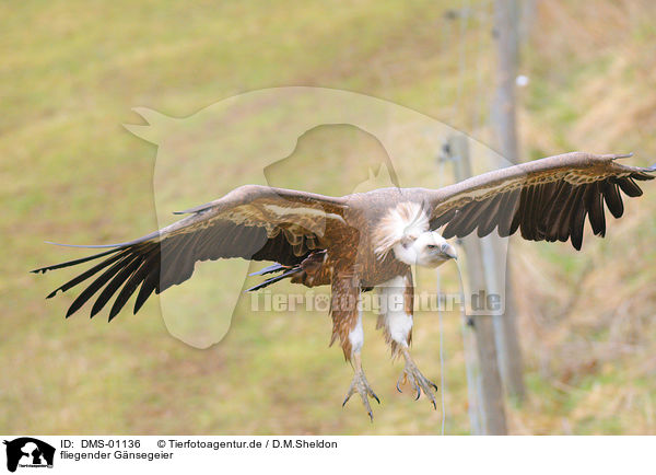 fliegender Gnsegeier / flying griffon vulture / DMS-01136