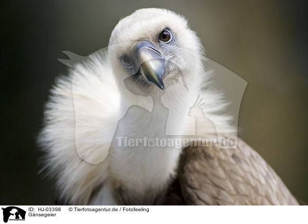 Gnsegeier / griffon vulture / HJ-03398