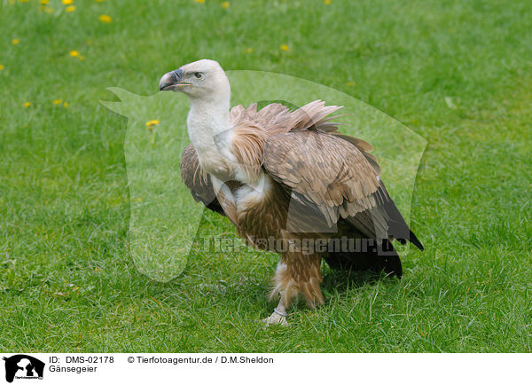 Gnsegeier / Eurasian griffon / DMS-02178