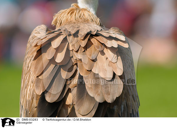 Gnsegeier / griffon vulture / DMS-03283