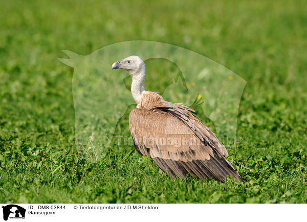 G�nsegeier / DMS-03844