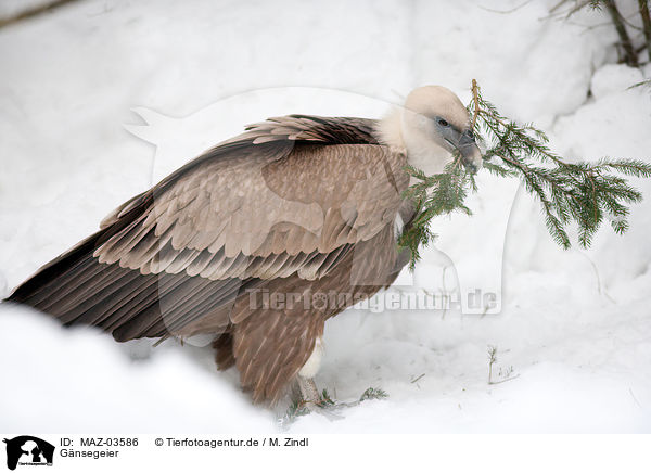 Gnsegeier / Eurasian griffon / MAZ-03586