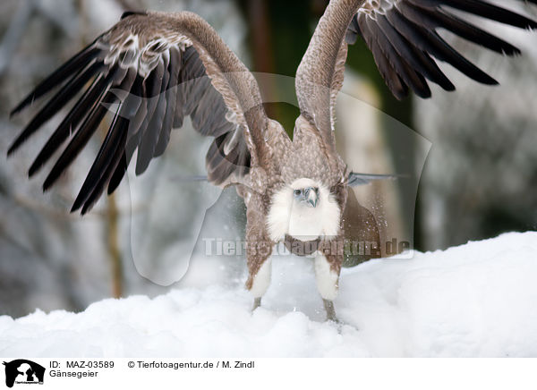 Gnsegeier / Eurasian griffon / MAZ-03589