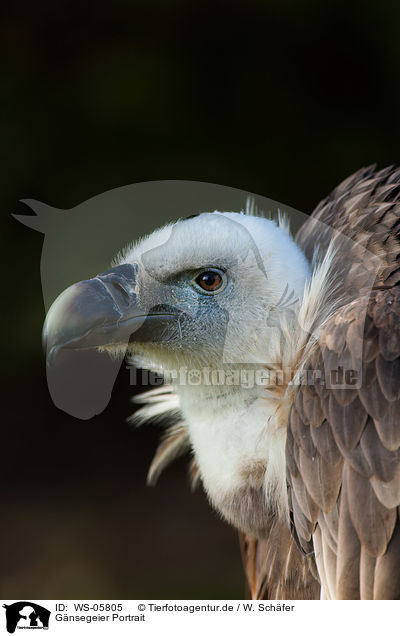 Gnsegeier Portrait / Eurasian griffon portrait / WS-05805