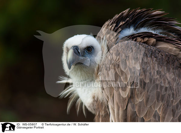 Gnsegeier Portrait / Eurasian griffon portrait / WS-05807