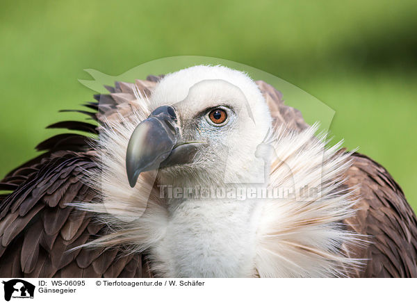 Gnsegeier / Eurasian griffon / WS-06095