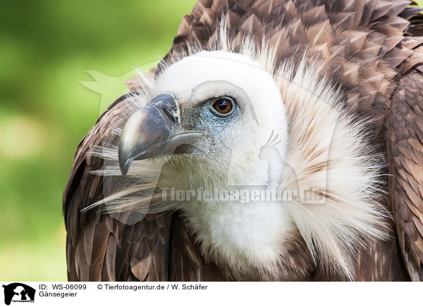 Gnsegeier / Eurasian griffon / WS-06099