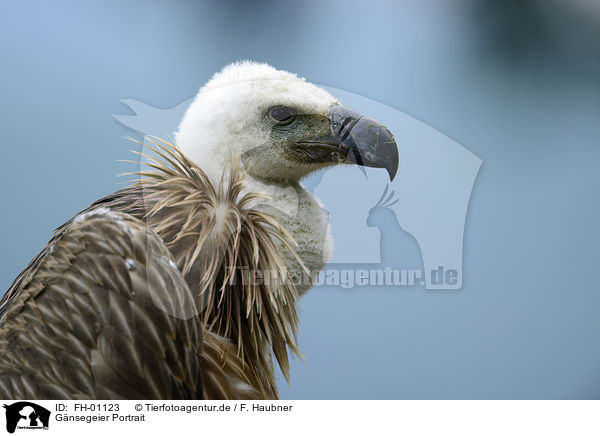 Gnsegeier Portrait / Griffon Vulture portrait / FH-01123