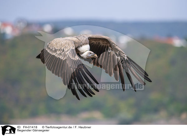 fliegender Gnsegeier / flying Griffon Vulture / FH-01418