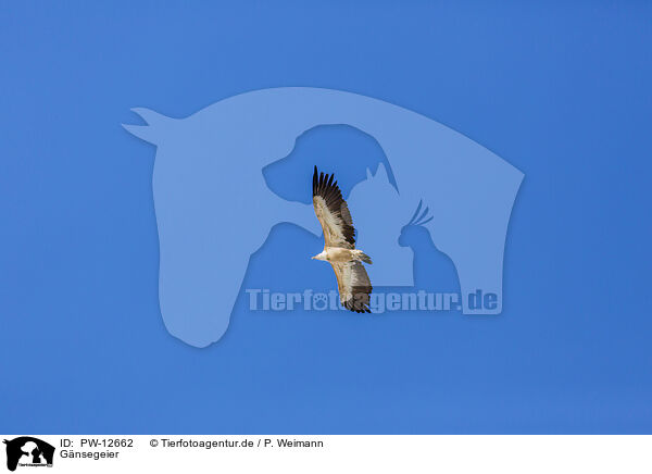 Gnsegeier / Eurasian griffon / PW-12662