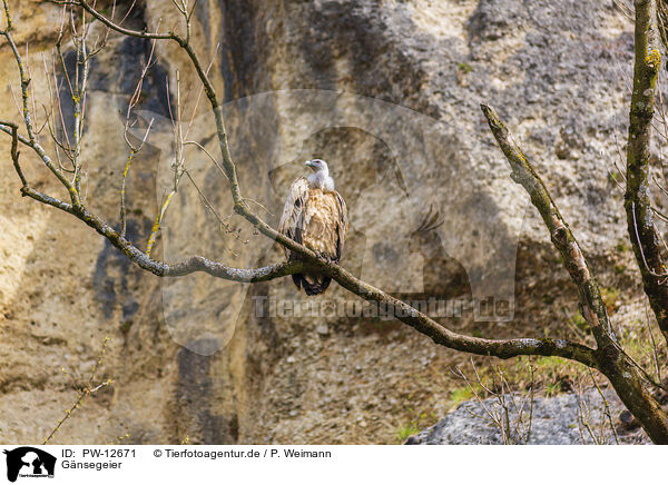 Gnsegeier / Eurasian griffon / PW-12671