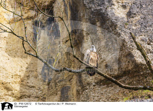 Gnsegeier / Eurasian griffon / PW-12672