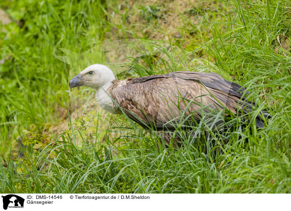 Gnsegeier / Griffon vulture / DMS-14546
