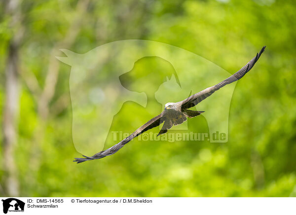 Schwarzmilan / black kite / DMS-14565