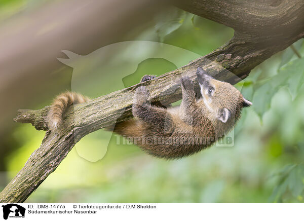 Sdamerikanischer Nasenbr / South American coati / DMS-14775