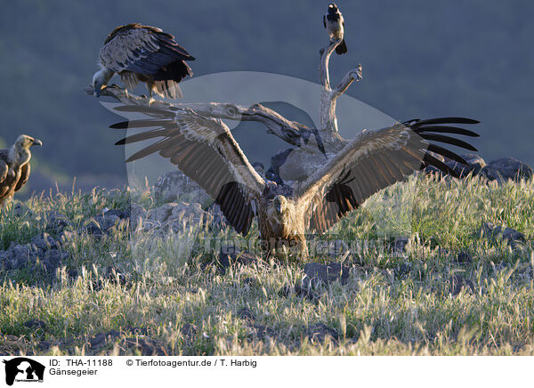 Gnsegeier / common griffon / THA-11188