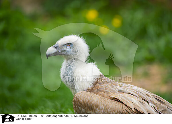 G�nsegeier / DMS-18856