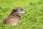 Timberwolf